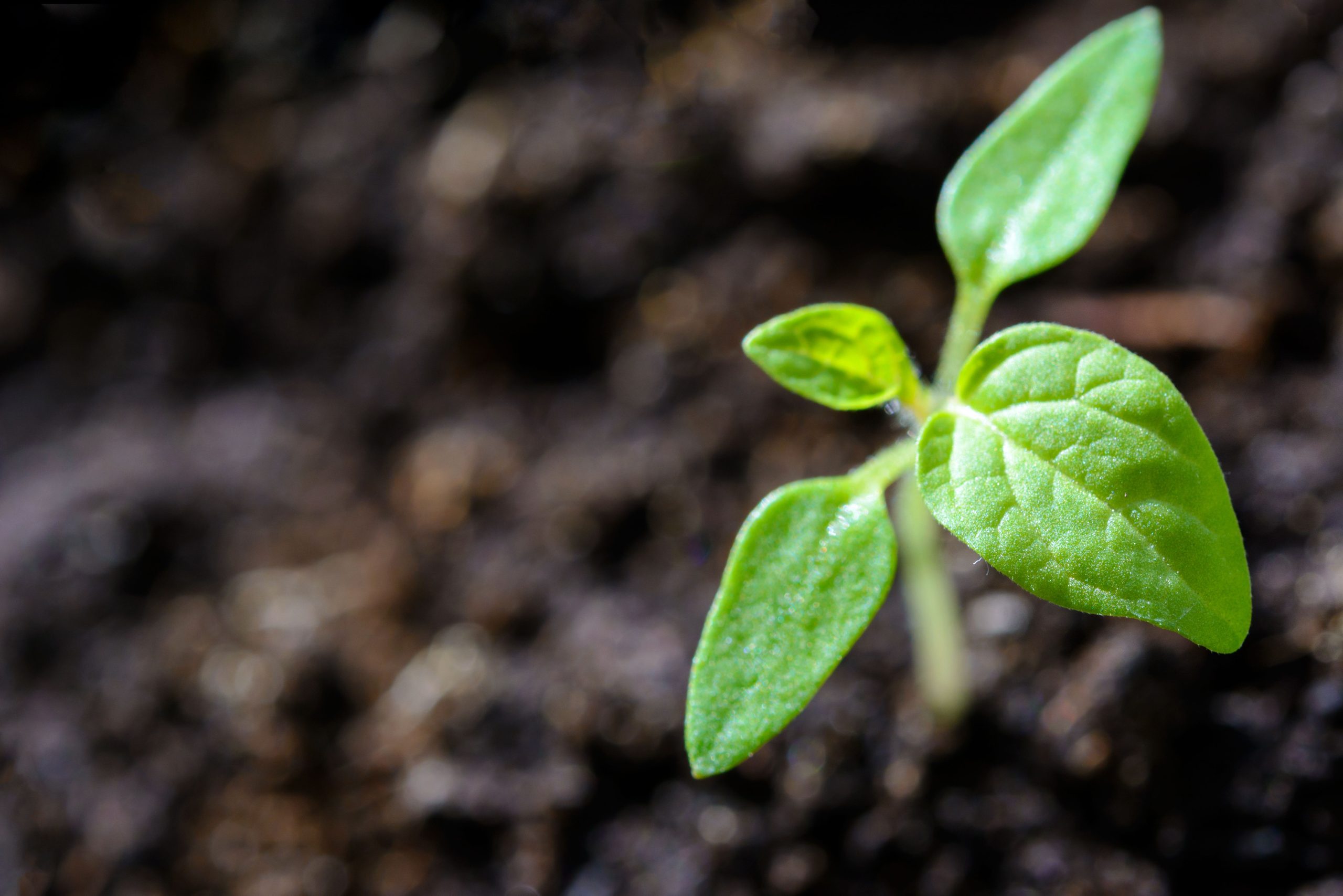 a sprouting green plant